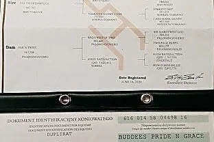 Klacz APH 5 lat, , Parszów