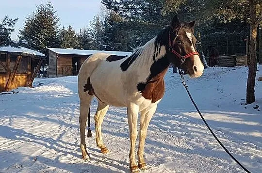 Klacz APH 5 lat, , Parszów