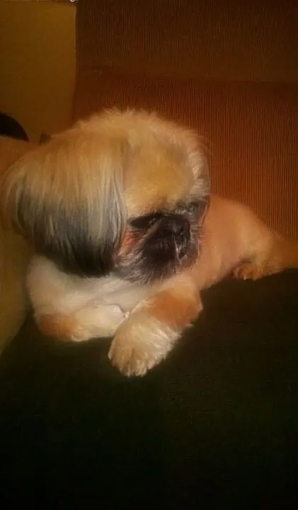 Piesek Shi tzu do adopcji, lubelskie Puławy