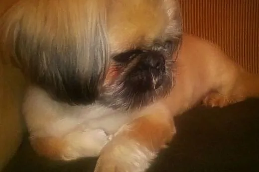 Piesek Shi tzu do adopcji,  lubelskie Puławy