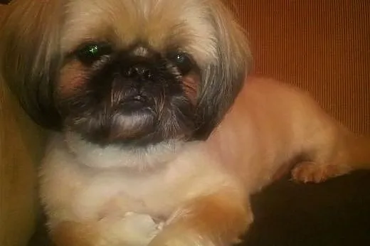 Piesek Shi tzu do adopcji,  lubelskie Puławy