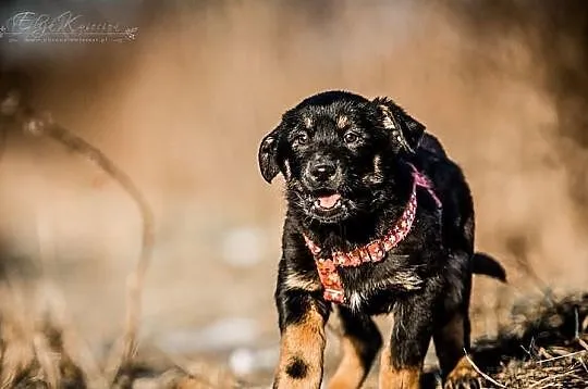 BILLY-wyrwany ŚMIERCI, rozkoszny PRZEUROCZY psi DZIECIAK do adopcji