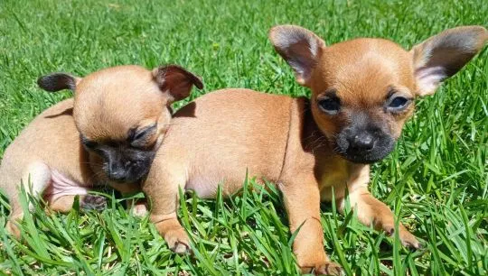 Dwa piękne szczenięta chihuahua czekają na nowe domy., , Rola Jurowa