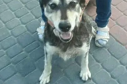 Sara – po  kilku latach szuka nowego domu    ,  mazowieckie Warszawa
