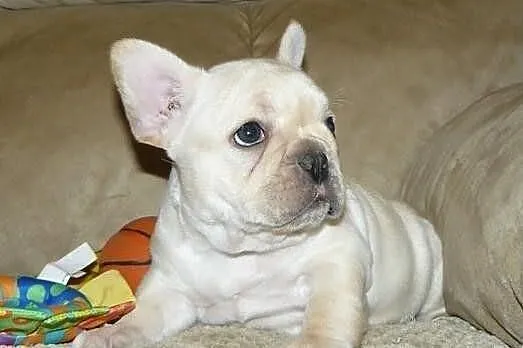 Buldog francuski