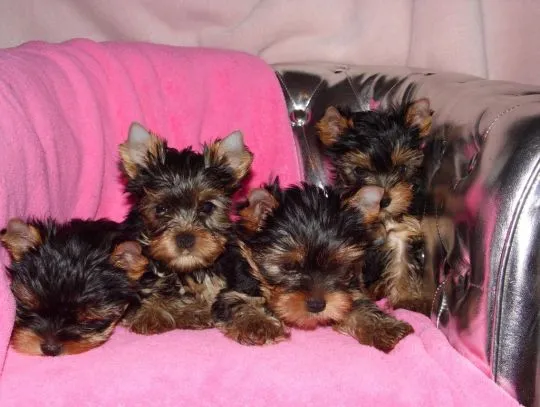 Szczenięta rasy Yorkshire Terrier do adopcji E-mail: {{amandinelisa01@gmail.com}}