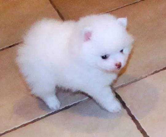 Szczenięta rasy pomeranian szorstkowłosy (White Teacup Pom Puppies) WhatsApp: (+63-9928-49-1099), , Polanica-Zdrój