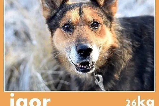 26kg,jak mini owczarek,przyjazny pies IGOR.Adopcja