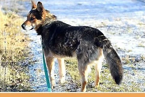 26kg,jak mini owczarek,przyjazny pies IGOR.Adopcja