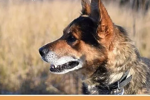 26kg,jak mini owczarek,przyjazny pies IGOR.Adopcja
