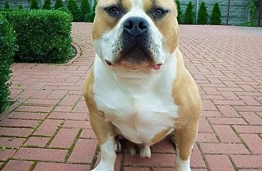 American Bully ABKC reproduktor, wielkopolskie Ko