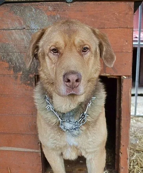 Choco - uroczy olbrzym bez cienia agresji szuka do