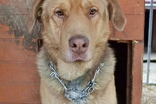 Choco - uroczy olbrzym bez cienia agresji szuka do