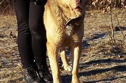 Choco - uroczy olbrzym bez cienia agresji szuka do