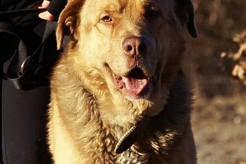 Choco - uroczy olbrzym bez cienia agresji szuka do