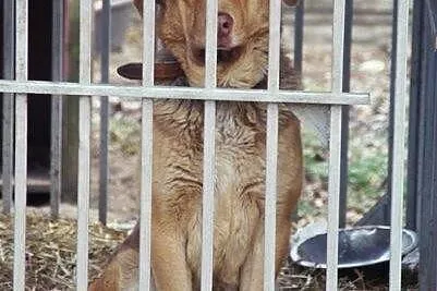 Choco - uroczy olbrzym bez cienia agresji szuka do