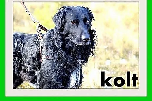 KOLT,czarny retriever,przyjazny wobec opiekunów,wesoły pies.ADOPCJA,  małopolskie Kraków