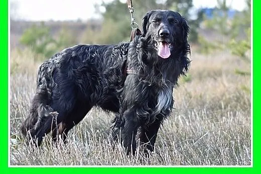 KOLT,czarny retriever,przyjazny wobec opiekunów,we