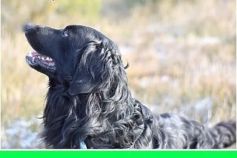 KOLT,czarny retriever,przyjazny wobec opiekunów,we