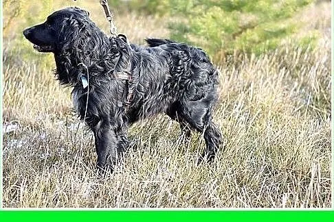 KOLT,czarny retriever,przyjazny wobec opiekunów,we