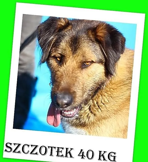 40 kg aktywny młodzieniaszek 12 mies. przyjazny, p