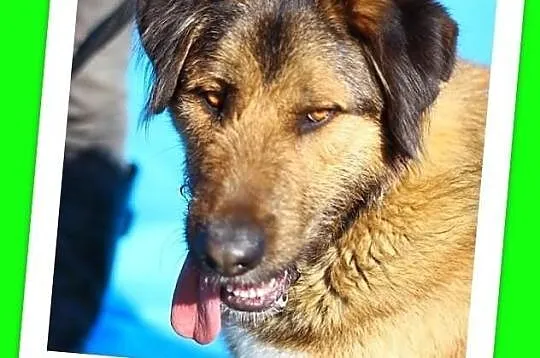 40 kg aktywny młodzieniaszek 12 mies. przyjazny, pojętny.ADOPCJA