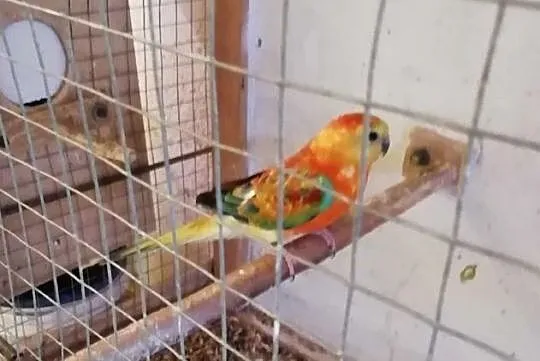 Papugi Świergotki , Szamotuły