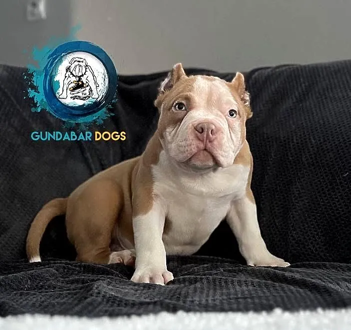 American Bully piesek ABKC pocket Gundabar Dogs, Wielkopolskie, Koło