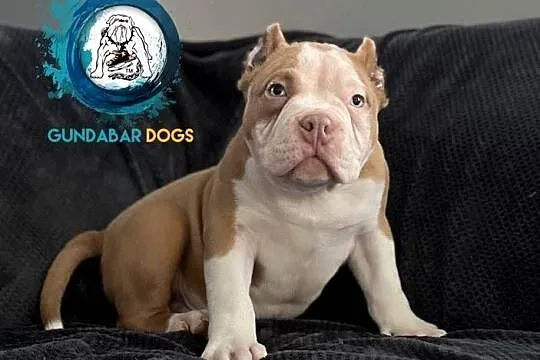 American Bully piesek ABKC pocket Gundabar Dogs, Wielkopolskie, Koło