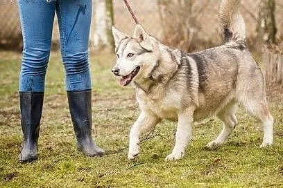 Kropka, urocza suczka w typie HUSKY, przyjazna, ra
