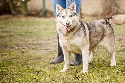 Kropka, urocza suczka w typie HUSKY, przyjazna, ra