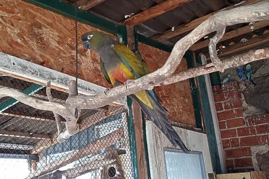 Papugi Patagonki, Maków Mazowiecki