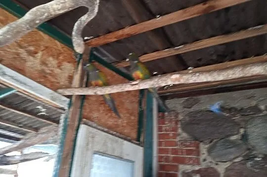 Papugi Patagonki, Maków Mazowiecki