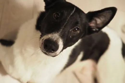 Iggy - młodziutki, idealny i piękny pies szuka kochającego domu!,  wielkopolskie Poznań