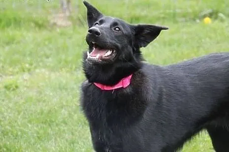 Luna 10 miesięczna sunia w typie owczarka belgijsk