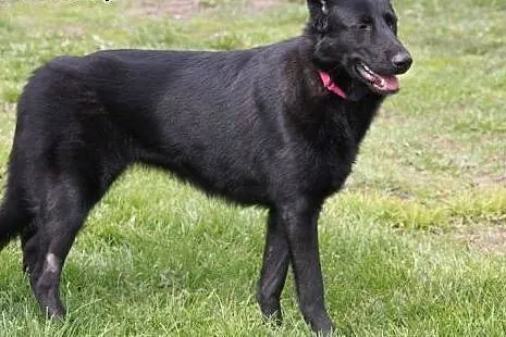 Luna 10 miesięczna sunia w typie owczarka belgijsk