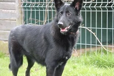 Luna 10 miesięczna sunia w typie owczarka belgijsk
