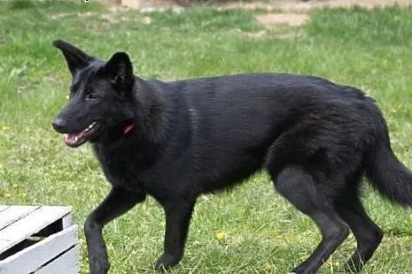 Luna 10 miesięczna sunia w typie owczarka belgijsk