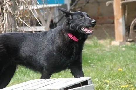 Luna 10 miesięczna sunia w typie owczarka belgijsk