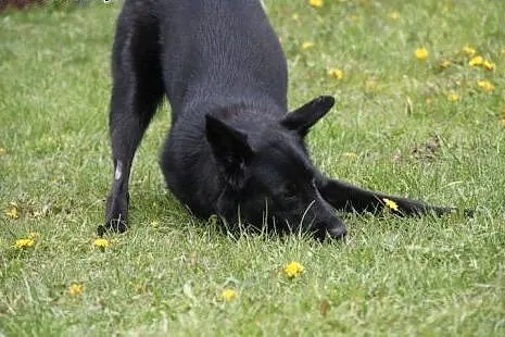 Luna 10 miesięczna sunia w typie owczarka belgijsk