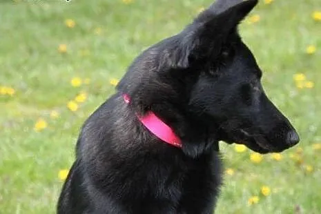Luna 10 miesięczna sunia w typie owczarka belgijsk