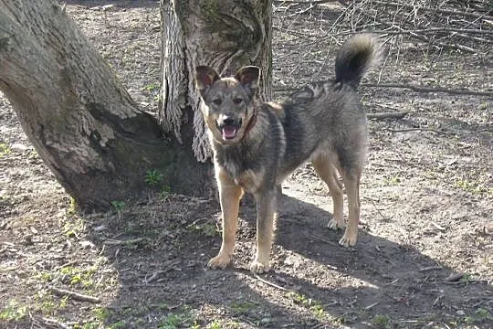 10 miesięczna Mia, przyjazna ale trochę nieśmiała sunia