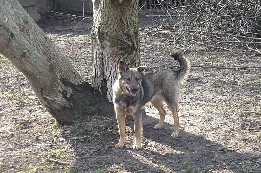 10 miesięczna Mia, przyjazna ale trochę nieśmiała 