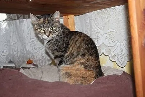 Śliczna, nieśmiała koteczka szuka swojego miejsca 