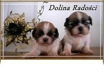 Shih tzu rodowodowe szczeniaczki,  łódzkie Radomsk