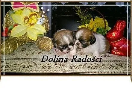 Shih tzu rodowodowe szczeniaczki,  łódzkie Radomsk