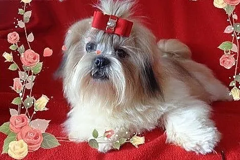 Shih tzu rodowodowe szczeniaczki,  łódzkie Radomsk