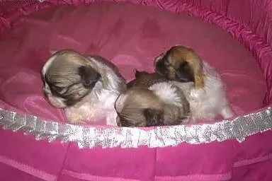 Shih tzu rodowodowe szczeniaczki,  łódzkie Radomsk