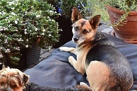 Kochana, domowa Blanka do adopcji,  mazowieckie Warszawa