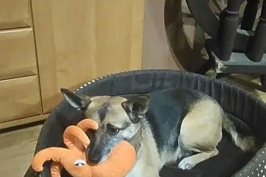 Kochana, domowa Blanka do adopcji,  mazowieckie Wa